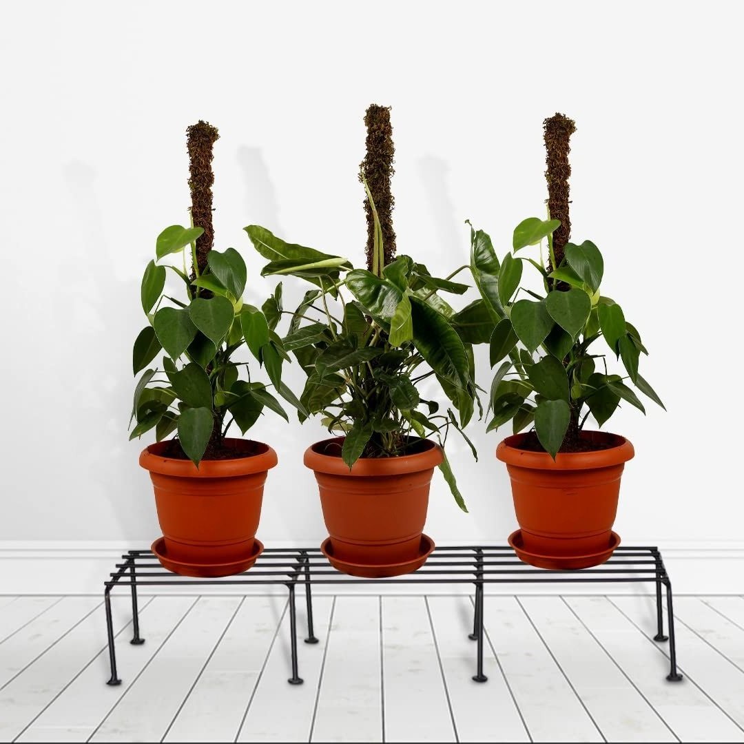 Rectangular Plant Stand/Pot - VRTAJ Kitchen Product